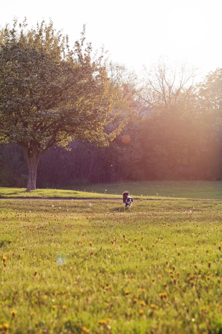 Bear, a Japanese Chin and Poodle (Small) mix tested with EmbarkVet.com