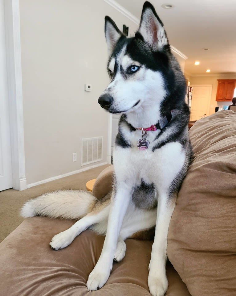 Teyla, a Siberian Husky tested with EmbarkVet.com