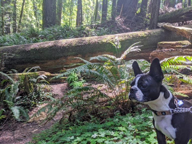 Bing, a Boston Terrier tested with EmbarkVet.com