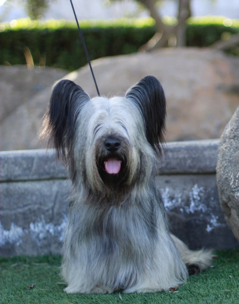 Dreamer, a Skye Terrier tested with EmbarkVet.com