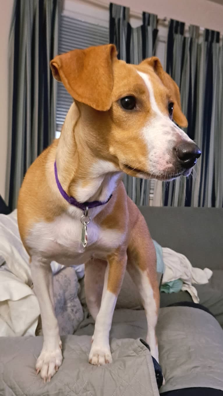 Stella, a Rat Terrier and Mountain Cur mix tested with EmbarkVet.com