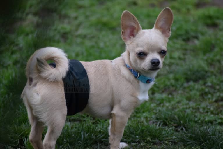 Sam, a Chihuahua tested with EmbarkVet.com