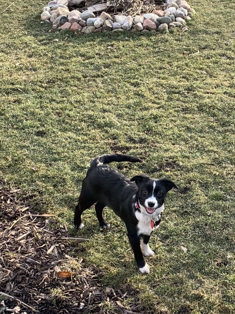 Petunia, an Australian Cattle Dog and Beagle mix tested with EmbarkVet.com