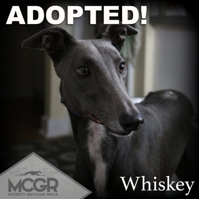 Whiskey, a Greyhound tested with EmbarkVet.com