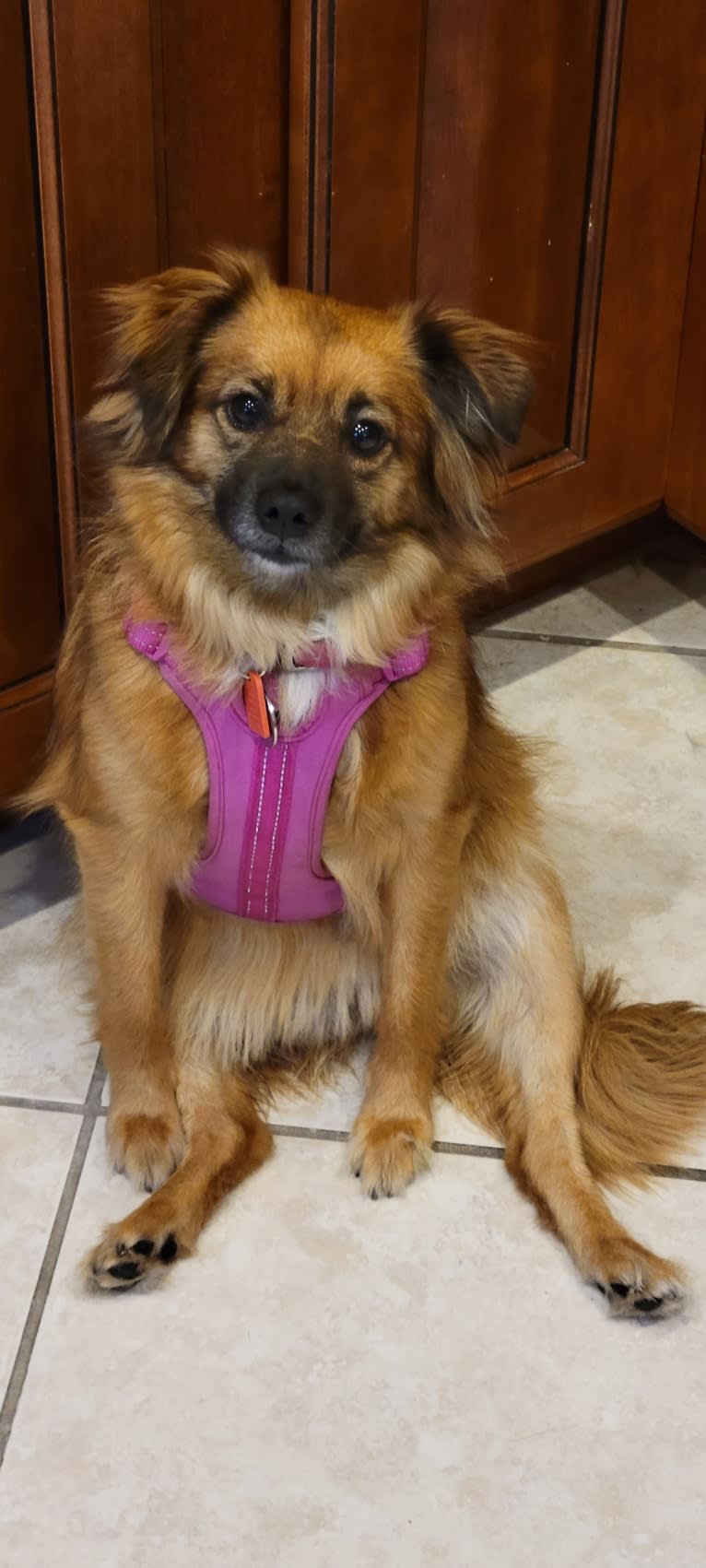 Brandy, a Pomeranian and Dachshund mix tested with EmbarkVet.com