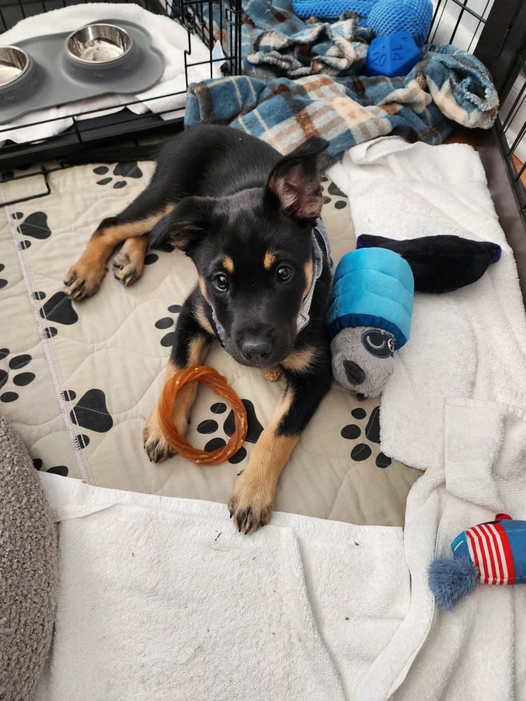 Tali'Zorah, an Australian Cattle Dog and Siberian Husky mix tested with EmbarkVet.com