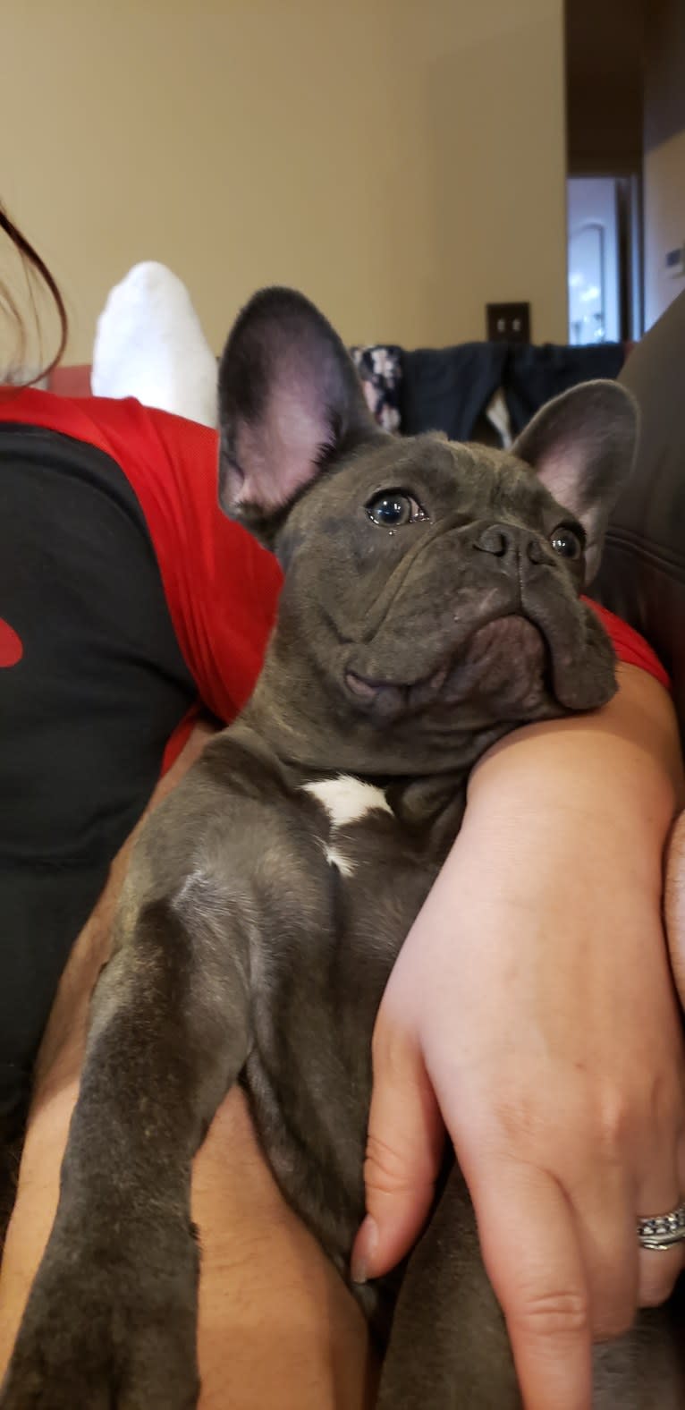 Diesel D, a French Bulldog tested with EmbarkVet.com