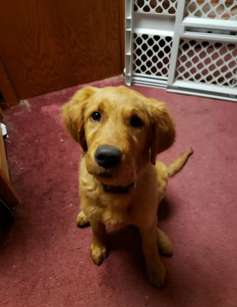 Eclipse, a Golden Retriever tested with EmbarkVet.com