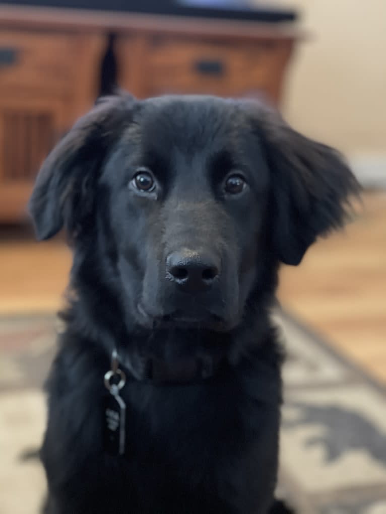 Bear, a Labrador Retriever and Poodle (Standard) mix tested with EmbarkVet.com