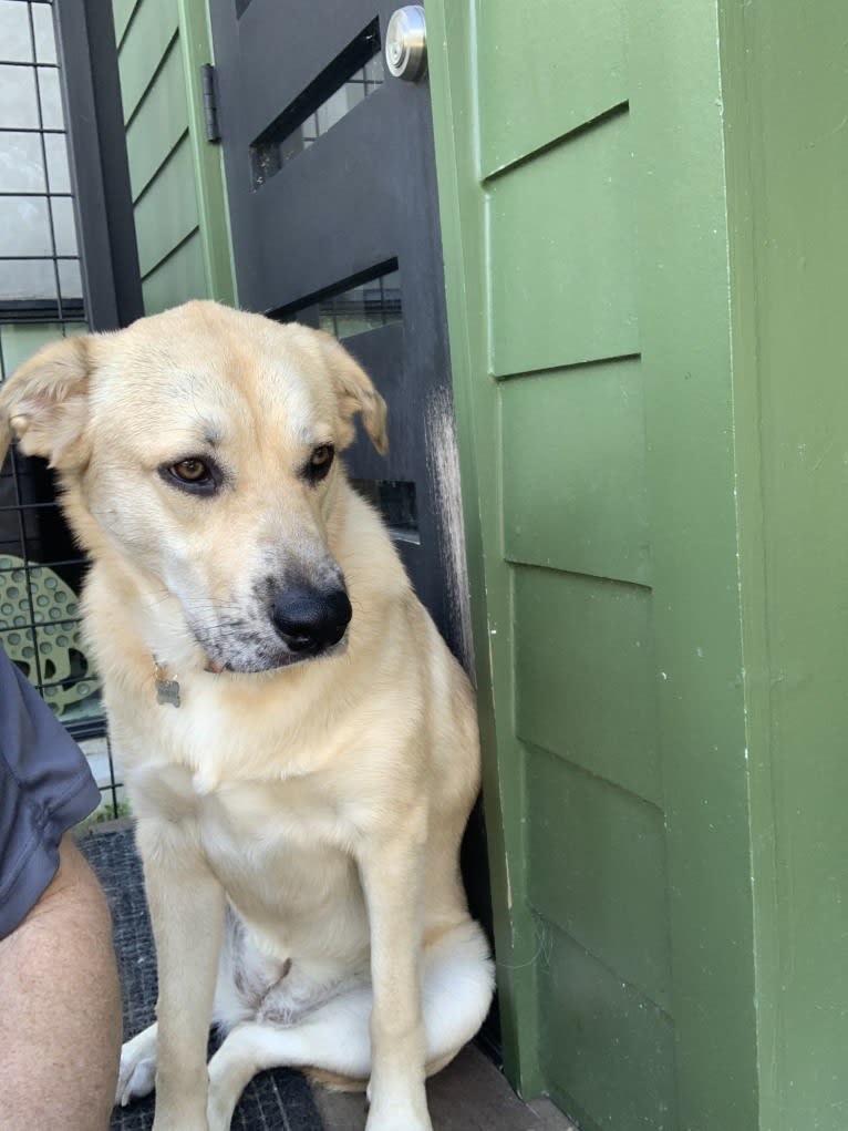 Louise, a Great Pyrenees and American Pit Bull Terrier mix tested with EmbarkVet.com