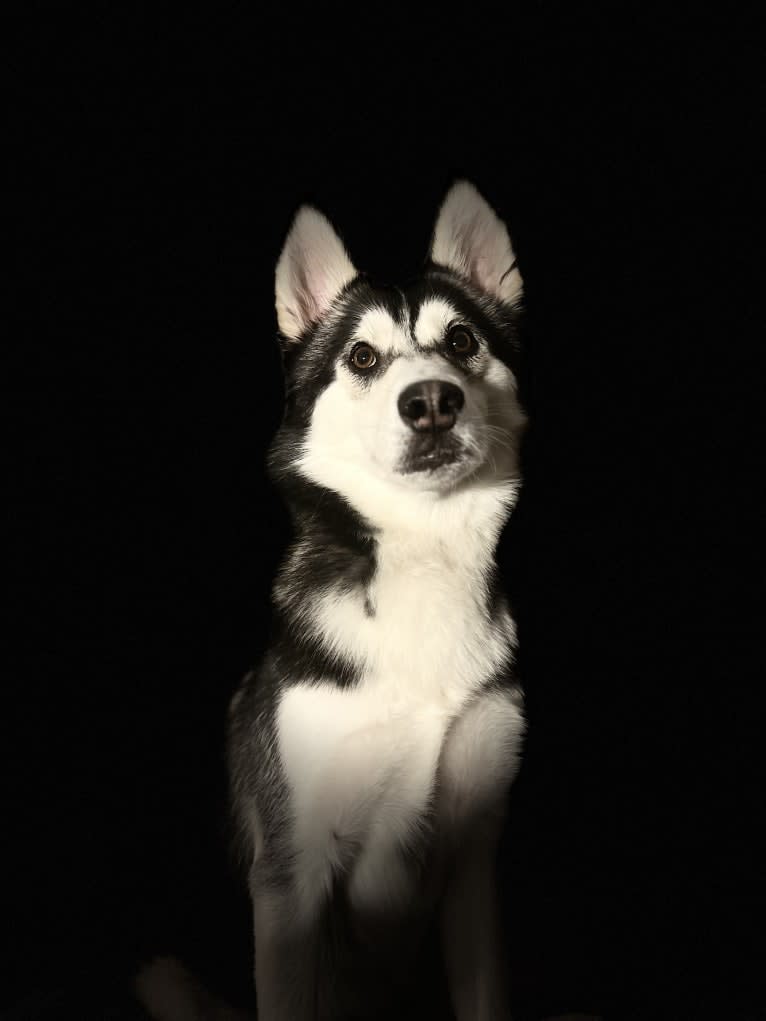 Zulia, a Siberian Husky and Chow Chow mix tested with EmbarkVet.com