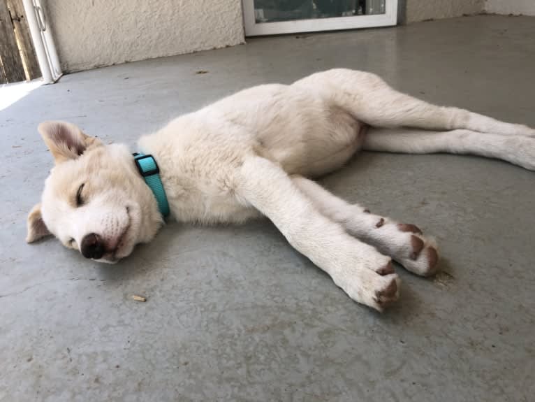 Kiva, a Border Collie and Australian Cattle Dog mix tested with EmbarkVet.com