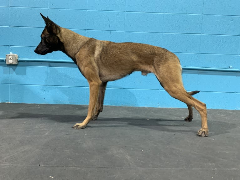 Rocket Raccoon, a Belgian Shepherd tested with EmbarkVet.com