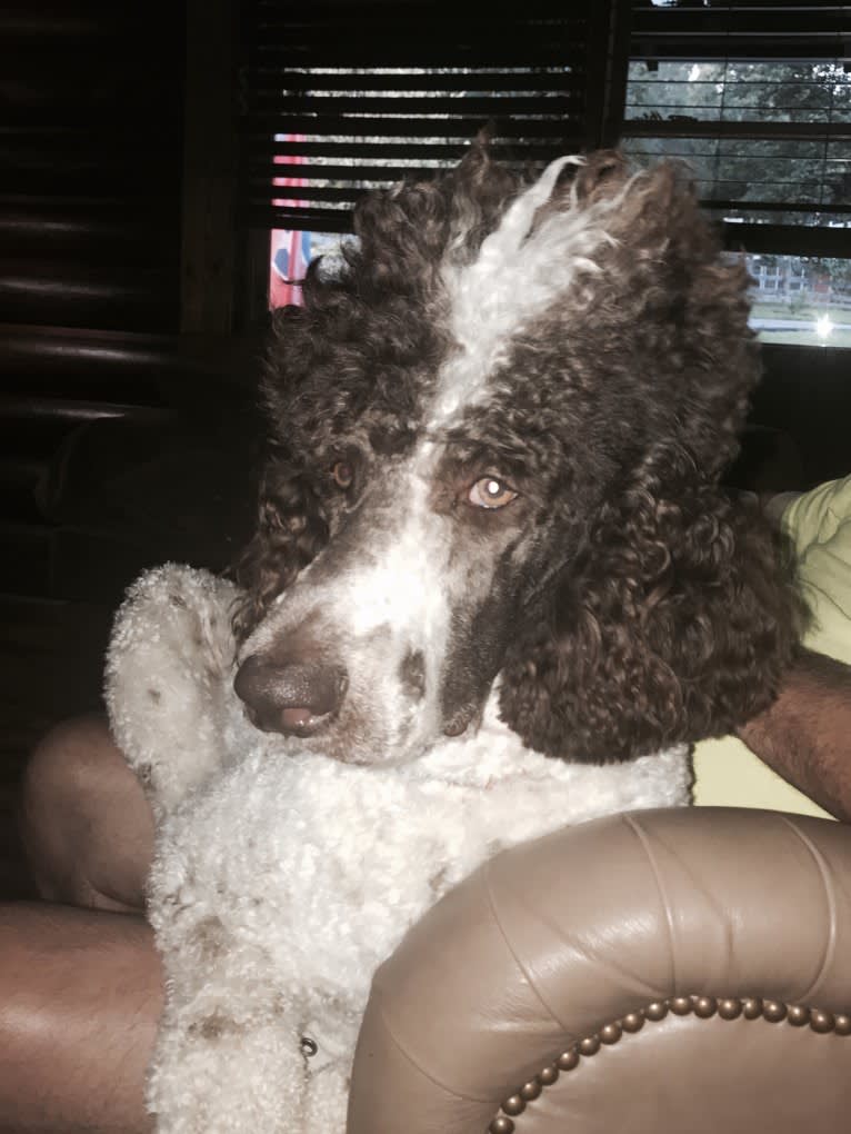 Gus, a Poodle (Standard) tested with EmbarkVet.com