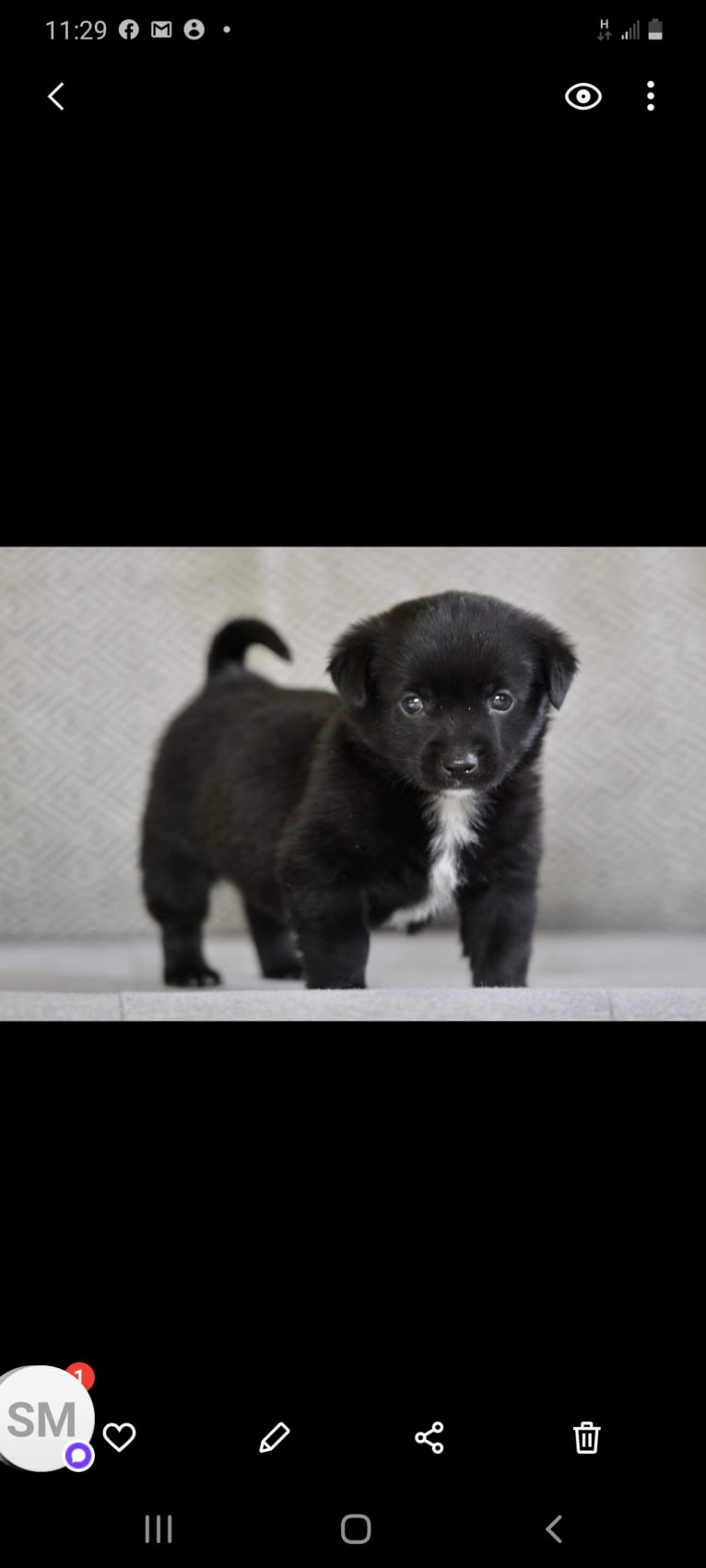 Captain Awesome, an Alaskan-type Husky and Cocker Spaniel mix tested with EmbarkVet.com