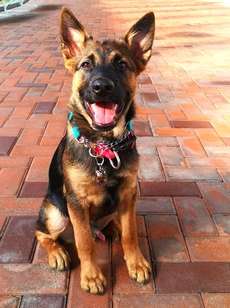 Eaton Chung, a Hong Kong Village Dog tested with EmbarkVet.com