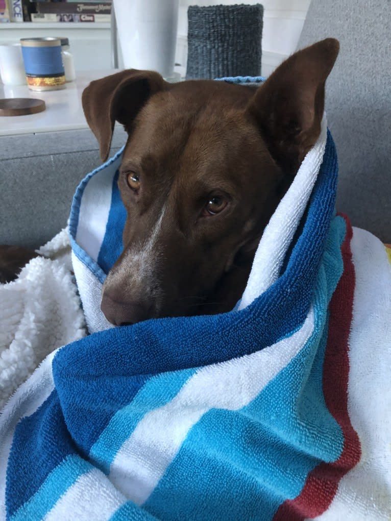 Maddie, an American Pit Bull Terrier and Chow Chow mix tested with EmbarkVet.com