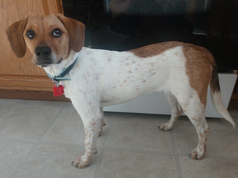 Bao, a Pointer and Great Pyrenees mix tested with EmbarkVet.com