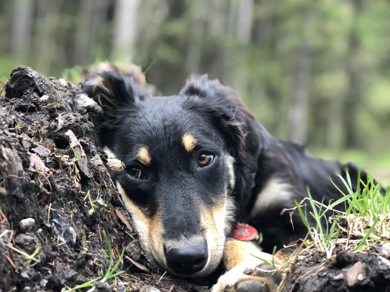 Cashew, a Border Collie and Labrador Retriever mix tested with EmbarkVet.com