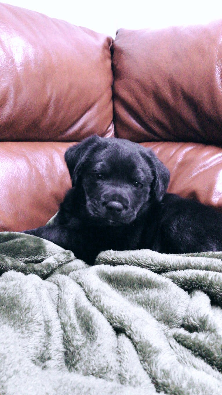 Gus, an English Springer Spaniel and Labrador Retriever mix tested with EmbarkVet.com