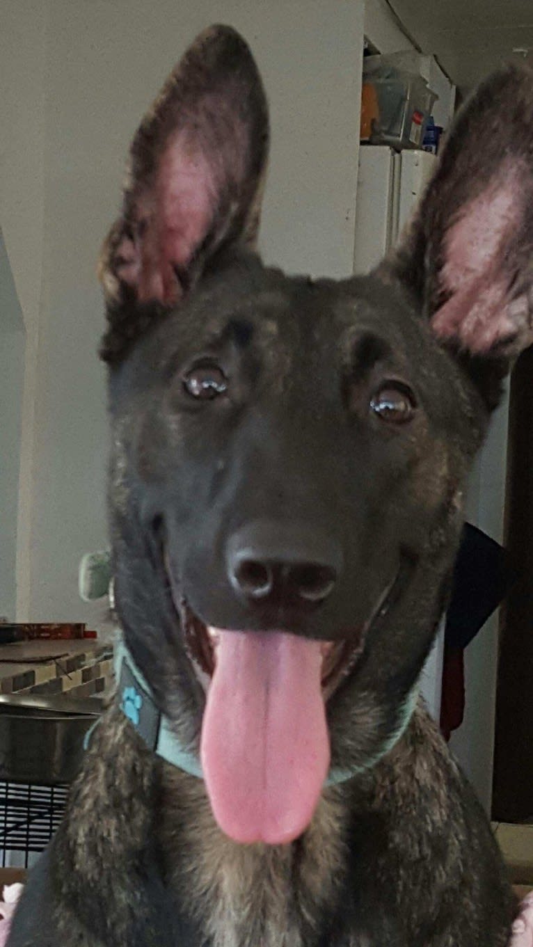 Mako, a Dutch Shepherd tested with EmbarkVet.com