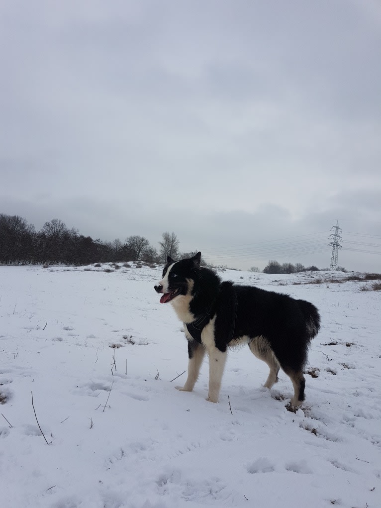 Erkeeni Kuo (Kinjia), a Yakutian Laika tested with EmbarkVet.com