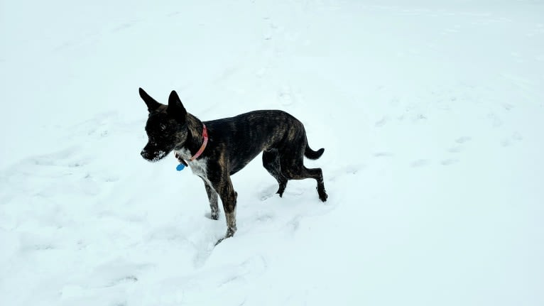 Butler, an Australian Cattle Dog and American Pit Bull Terrier mix tested with EmbarkVet.com