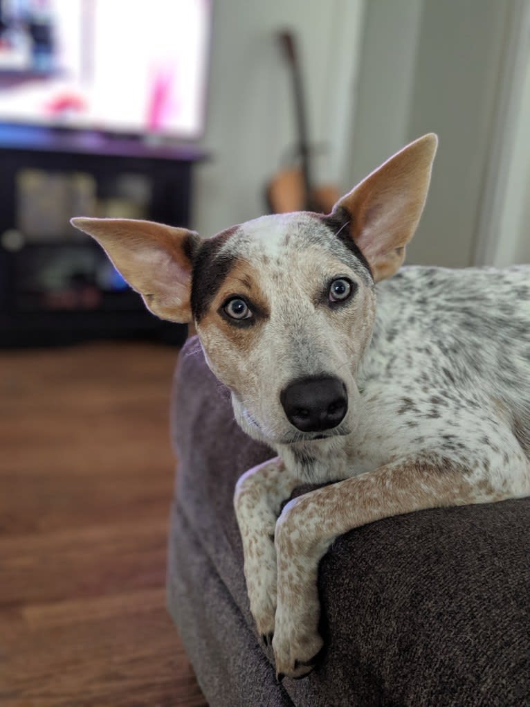 Zero, an Australian Cattle Dog and American Staffordshire Terrier mix tested with EmbarkVet.com