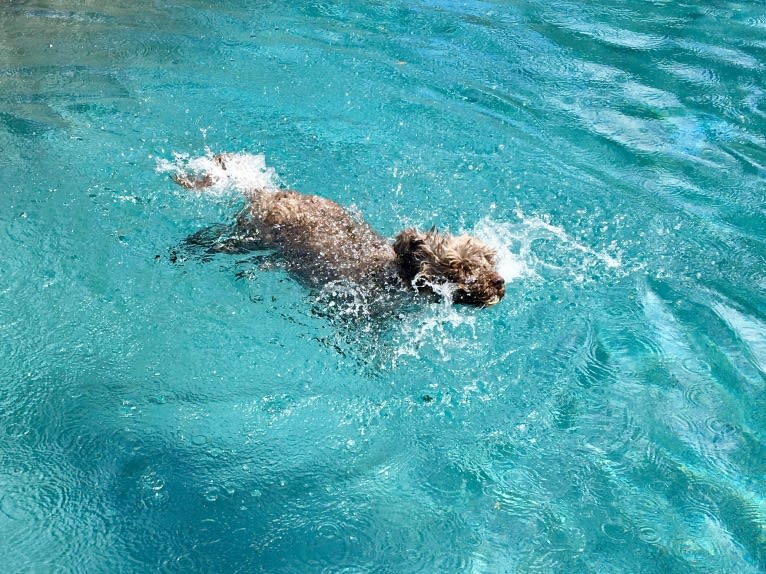 Sky, a Portuguese Water Dog tested with EmbarkVet.com