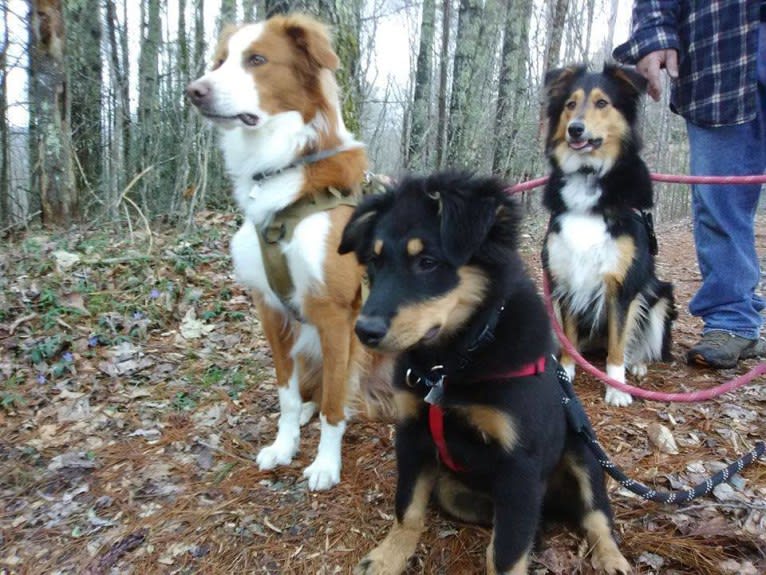 Zuess, an English Shepherd tested with EmbarkVet.com