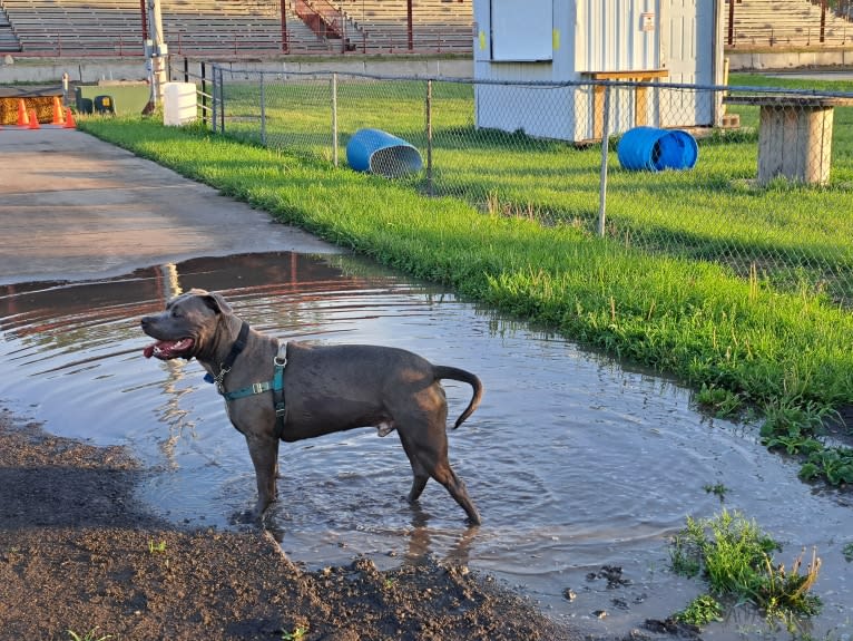 Killua, an American Bully tested with EmbarkVet.com