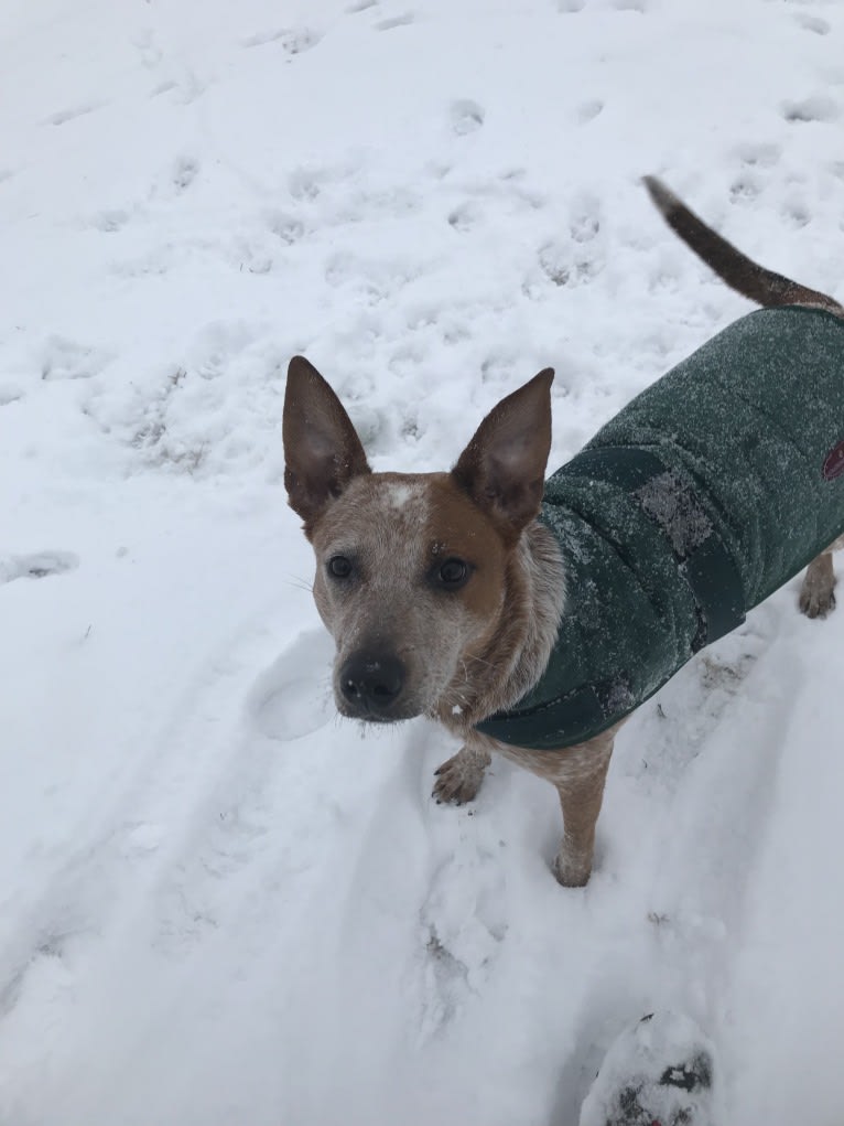 EmmyLou, an Australian Cattle Dog and American Pit Bull Terrier mix tested with EmbarkVet.com