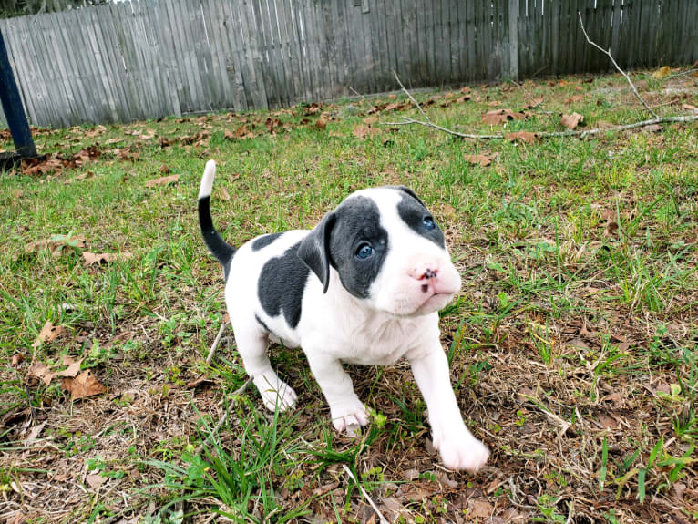 Cypress, an American Bully and American Pit Bull Terrier mix tested with EmbarkVet.com