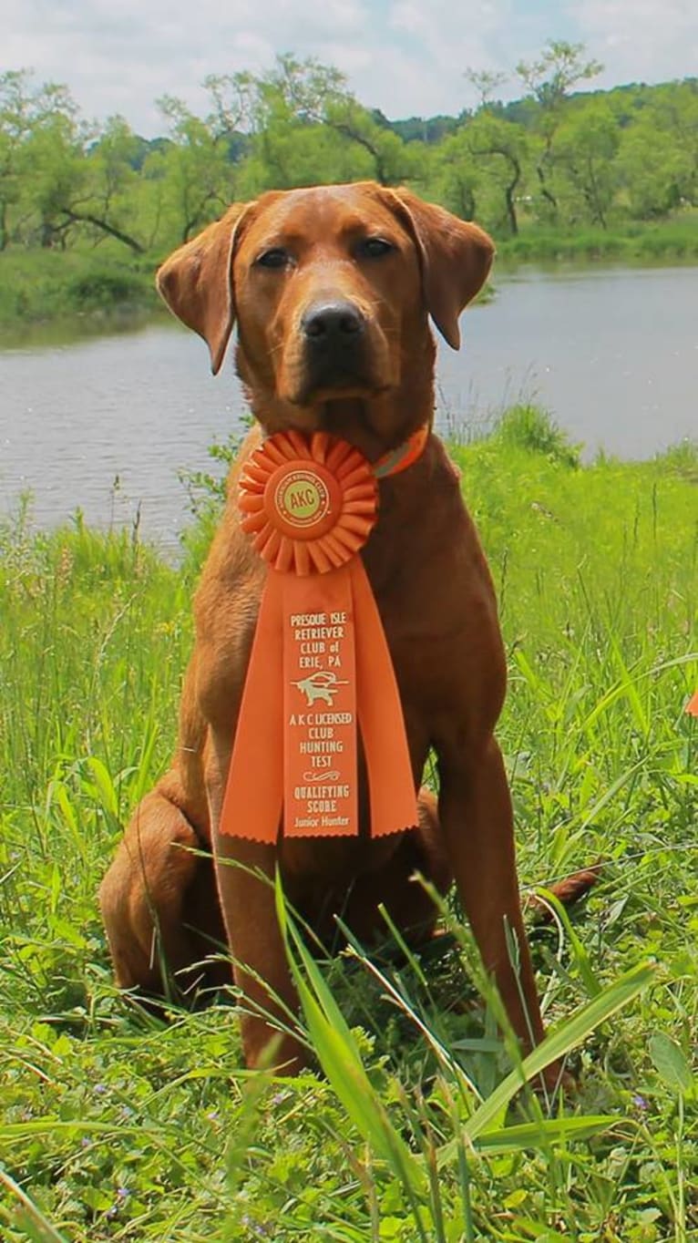 Aries, a Labrador Retriever tested with EmbarkVet.com