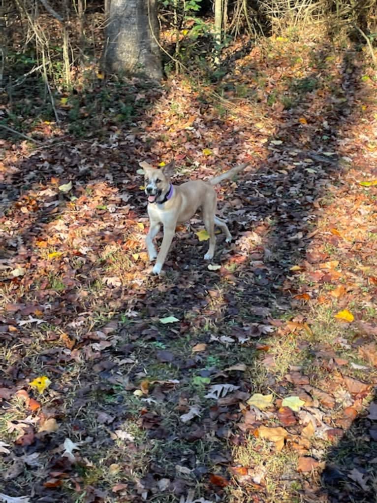 Willow, a Boxer and Australian Shepherd mix tested with EmbarkVet.com