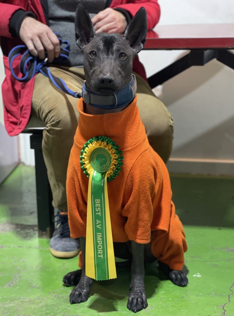 Mr T, a Xoloitzcuintli tested with EmbarkVet.com