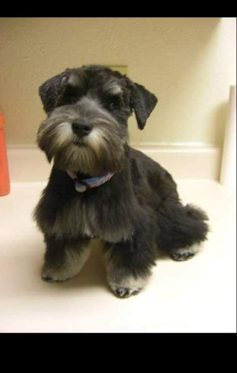 Minnie, a Miniature Schnauzer tested with EmbarkVet.com