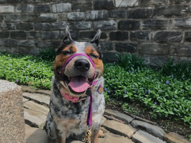 April, an Australian Cattle Dog and Border Collie mix tested with EmbarkVet.com