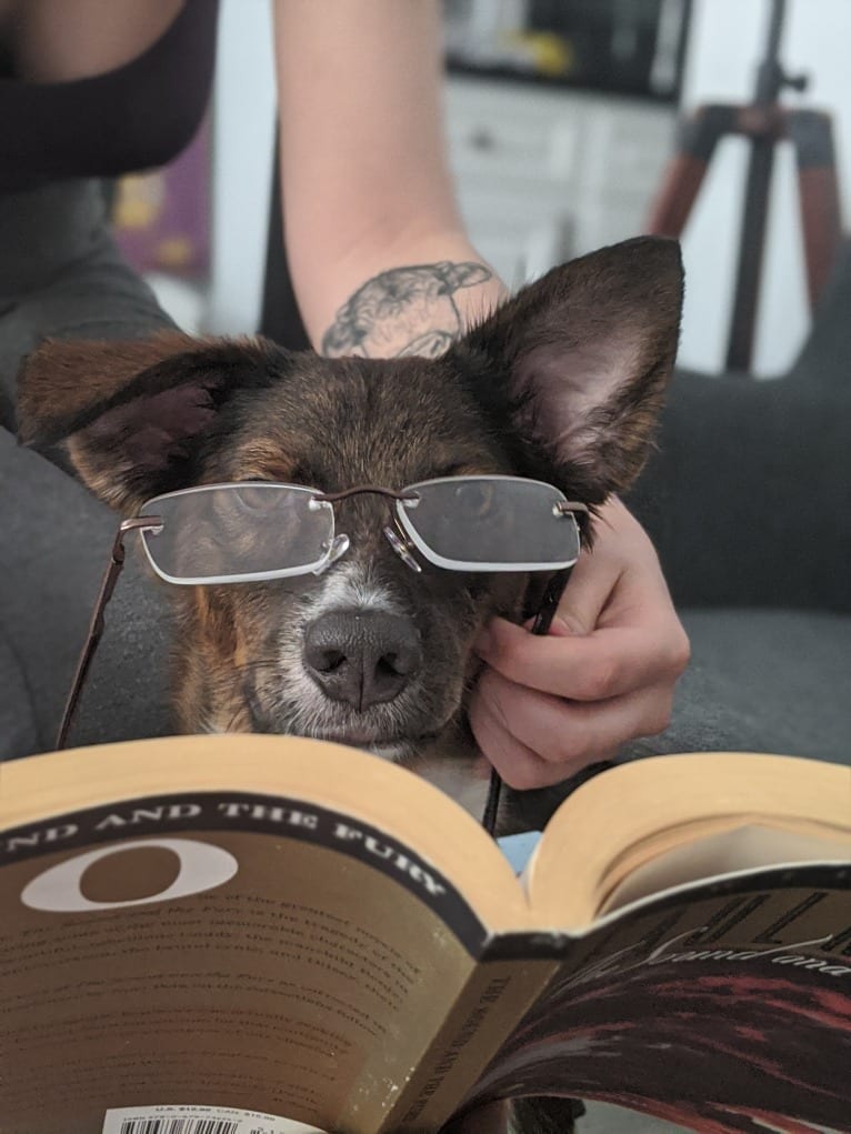 Iggy, an American Village Dog tested with EmbarkVet.com