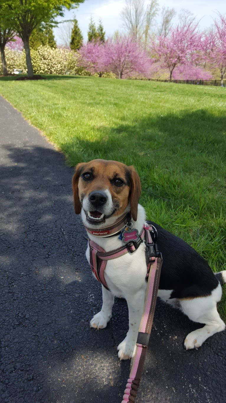 Freckles, a Beagle and German Shepherd Dog mix tested with EmbarkVet.com