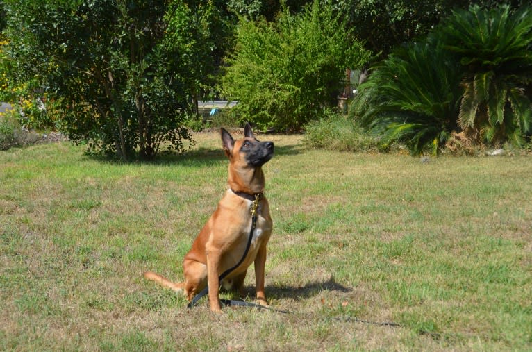Sizzle, a Belgian Shepherd tested with EmbarkVet.com