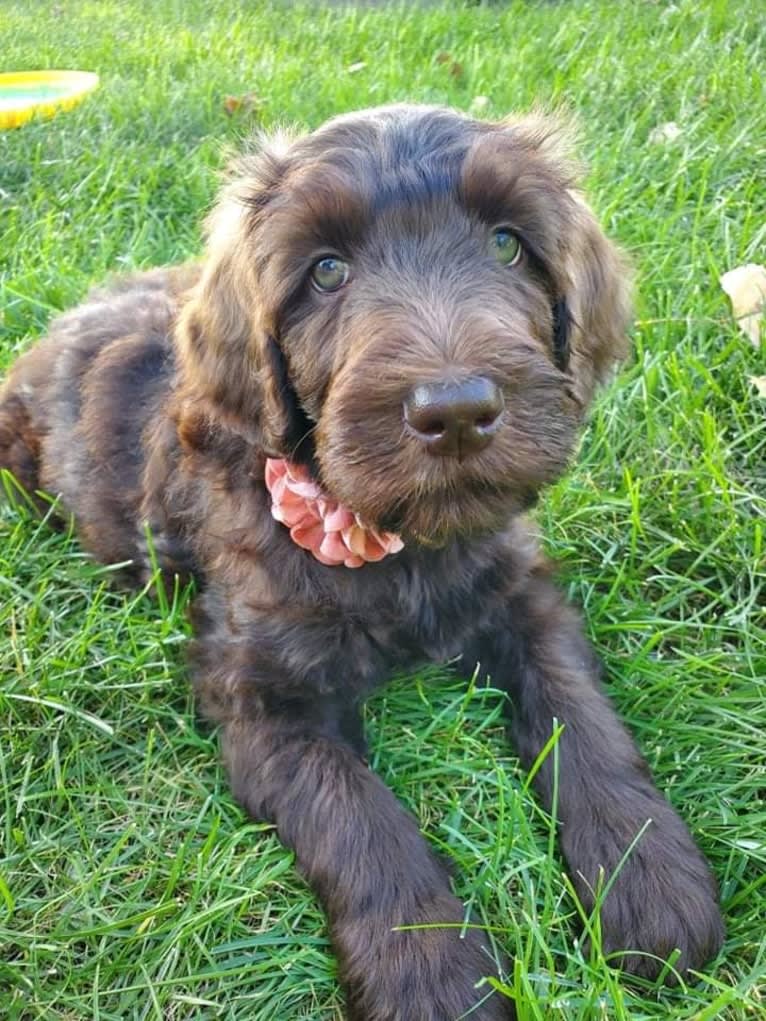 Maggie, a Labradoodle tested with EmbarkVet.com