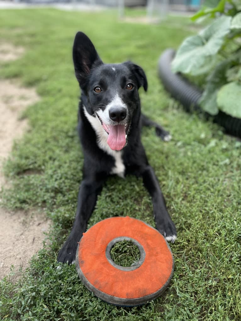 Trixie, a German Shepherd Dog and Russell-type Terrier mix tested with EmbarkVet.com