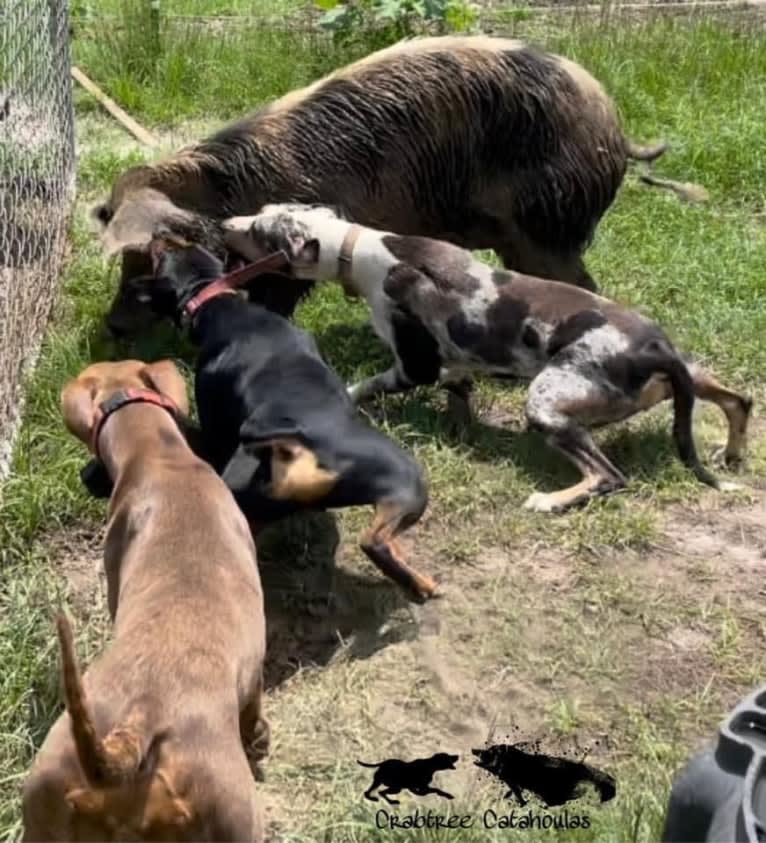 Maze, a Catahoula Leopard Dog tested with EmbarkVet.com