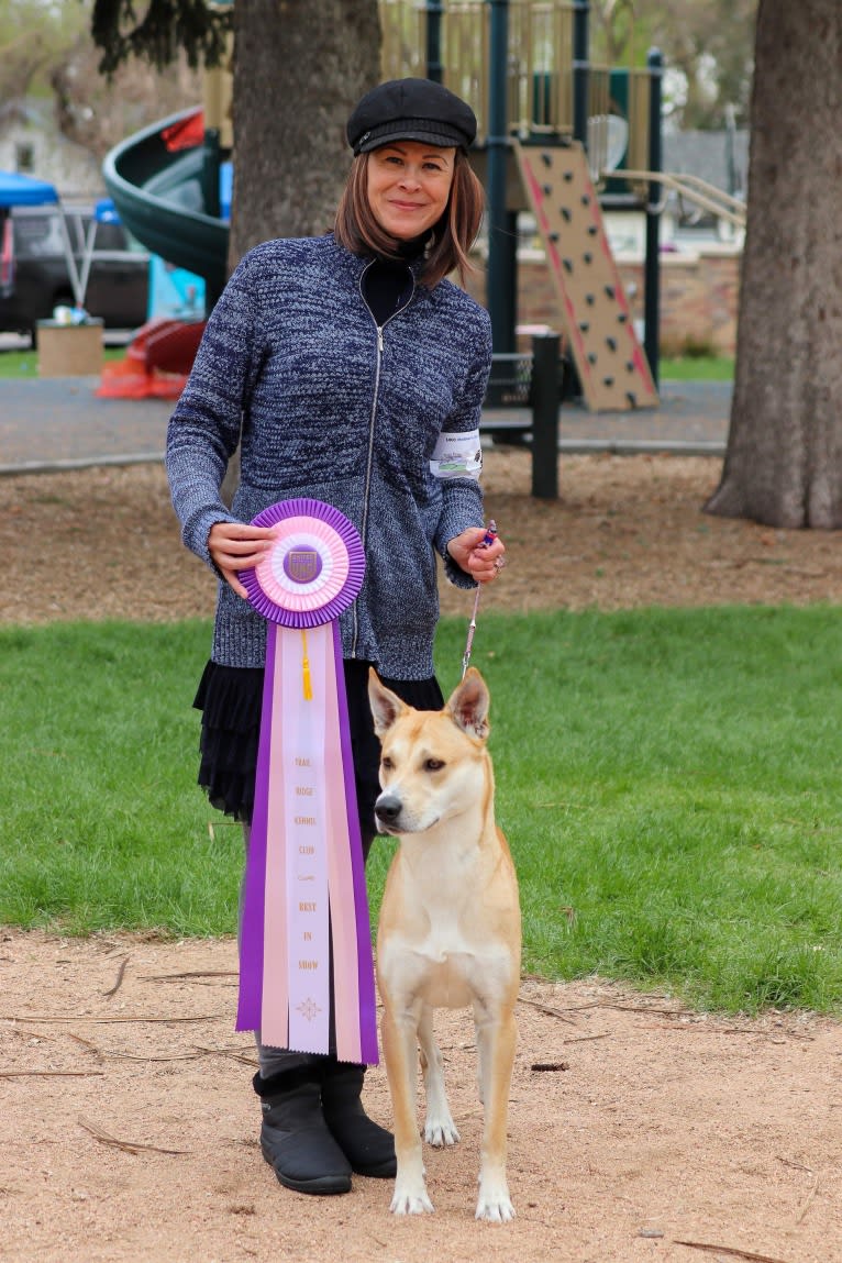 Loomy, a Carolina Dog tested with EmbarkVet.com