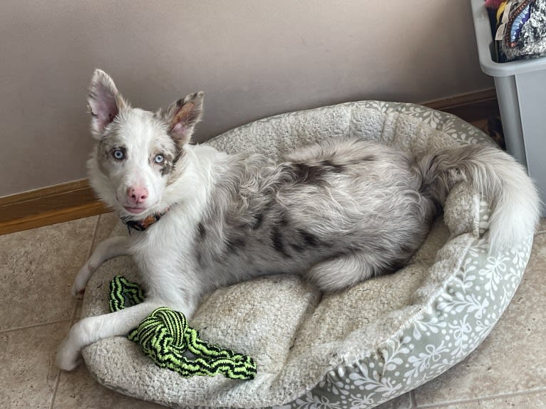 Viva, a Border Collie tested with EmbarkVet.com