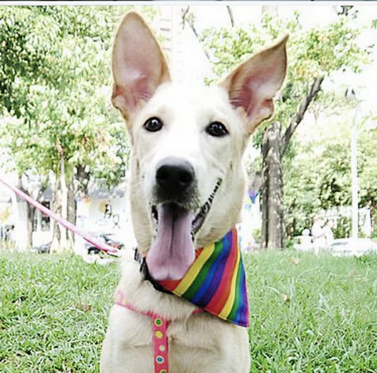 Finek, a Formosan Mountain Dog tested with EmbarkVet.com