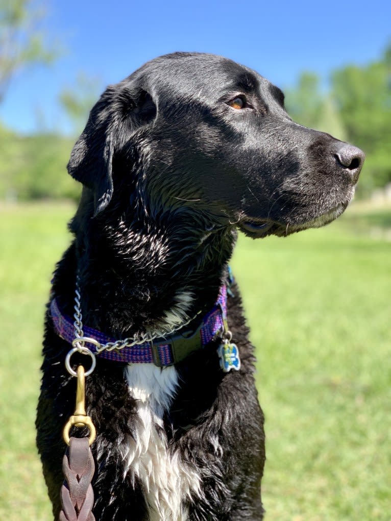 Peyton, a Labrador Retriever and Great Pyrenees mix tested with EmbarkVet.com