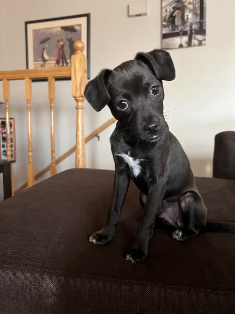 Drogo, a Rat Terrier and Chihuahua mix tested with EmbarkVet.com