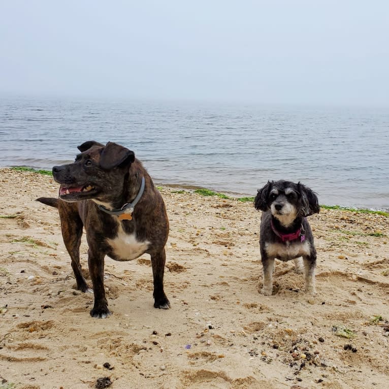 Sassy, a Havapoo tested with EmbarkVet.com